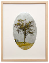 Load image into Gallery viewer, Survivor American Elm Tree
