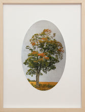 Load image into Gallery viewer, Enduring Roadside Maple Tree
