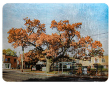 Load image into Gallery viewer, Sheltering Black Oak Tree