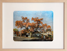 Load image into Gallery viewer, Sheltering Black Oak Tree