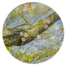 Load image into Gallery viewer, Cherry Blossoms and Trunk