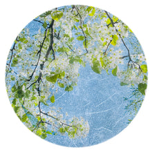 Load image into Gallery viewer, Pear Tree Blossoms, 2019