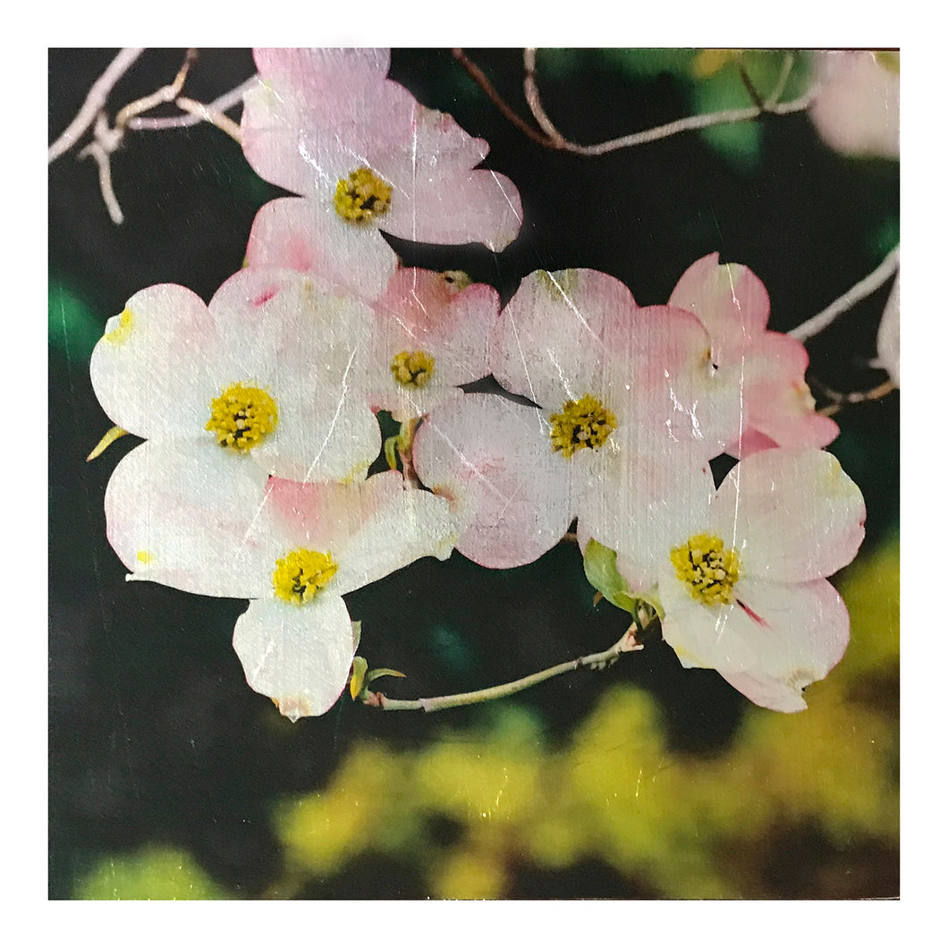 Delightful Dogwood