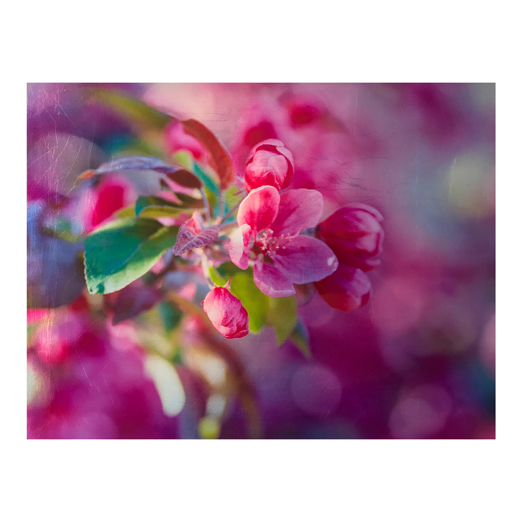 Captivating Crabapple
