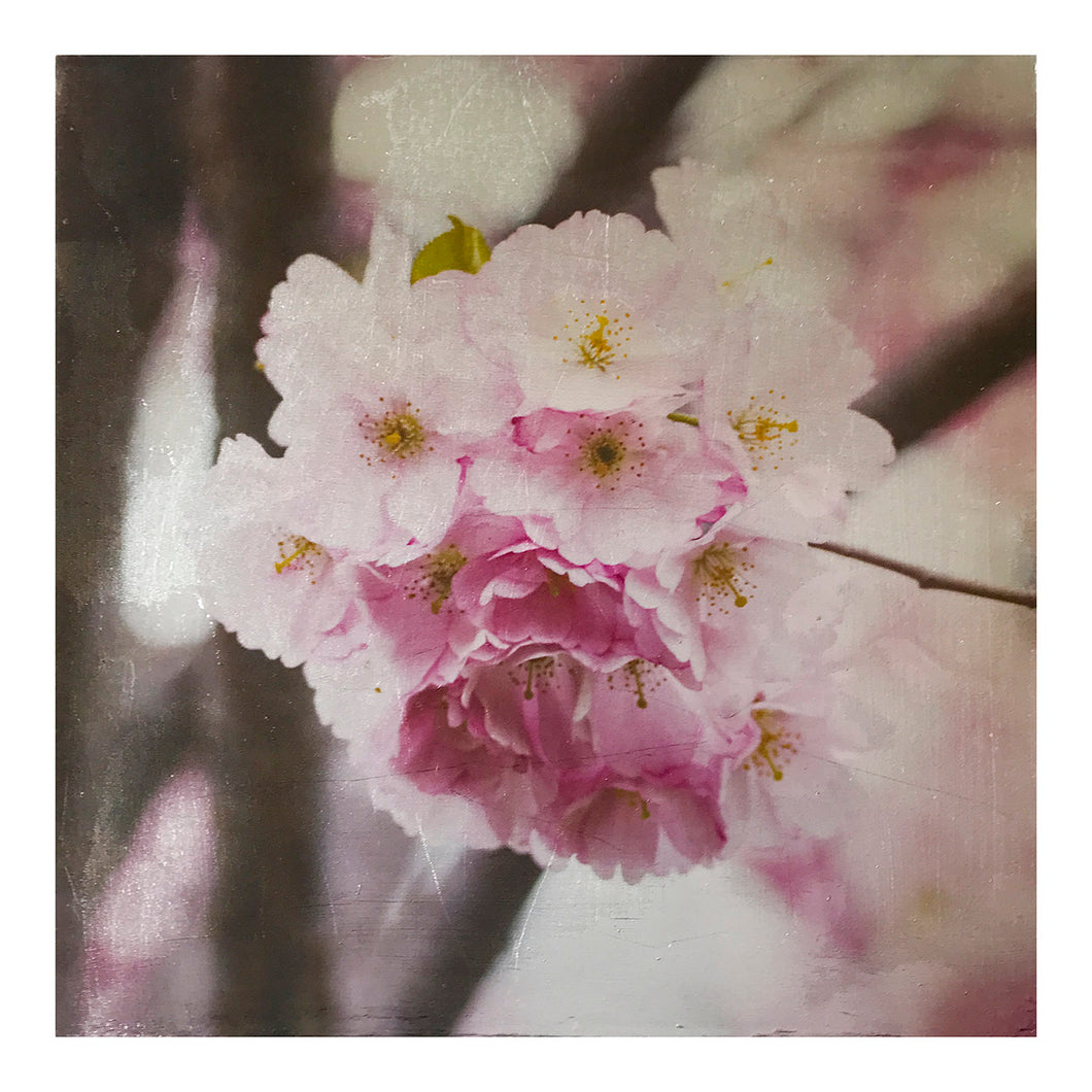 Cherry Whisper