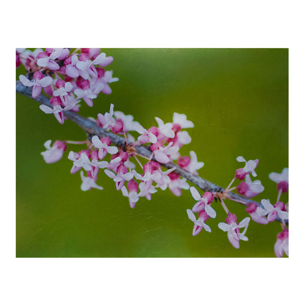 Eastern Redbud Ensemble