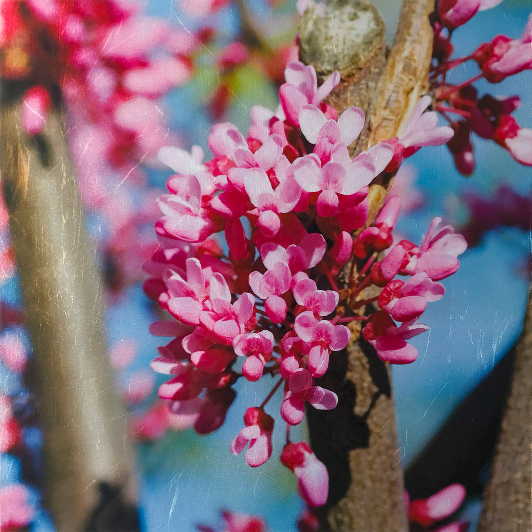 Redbud Riff
