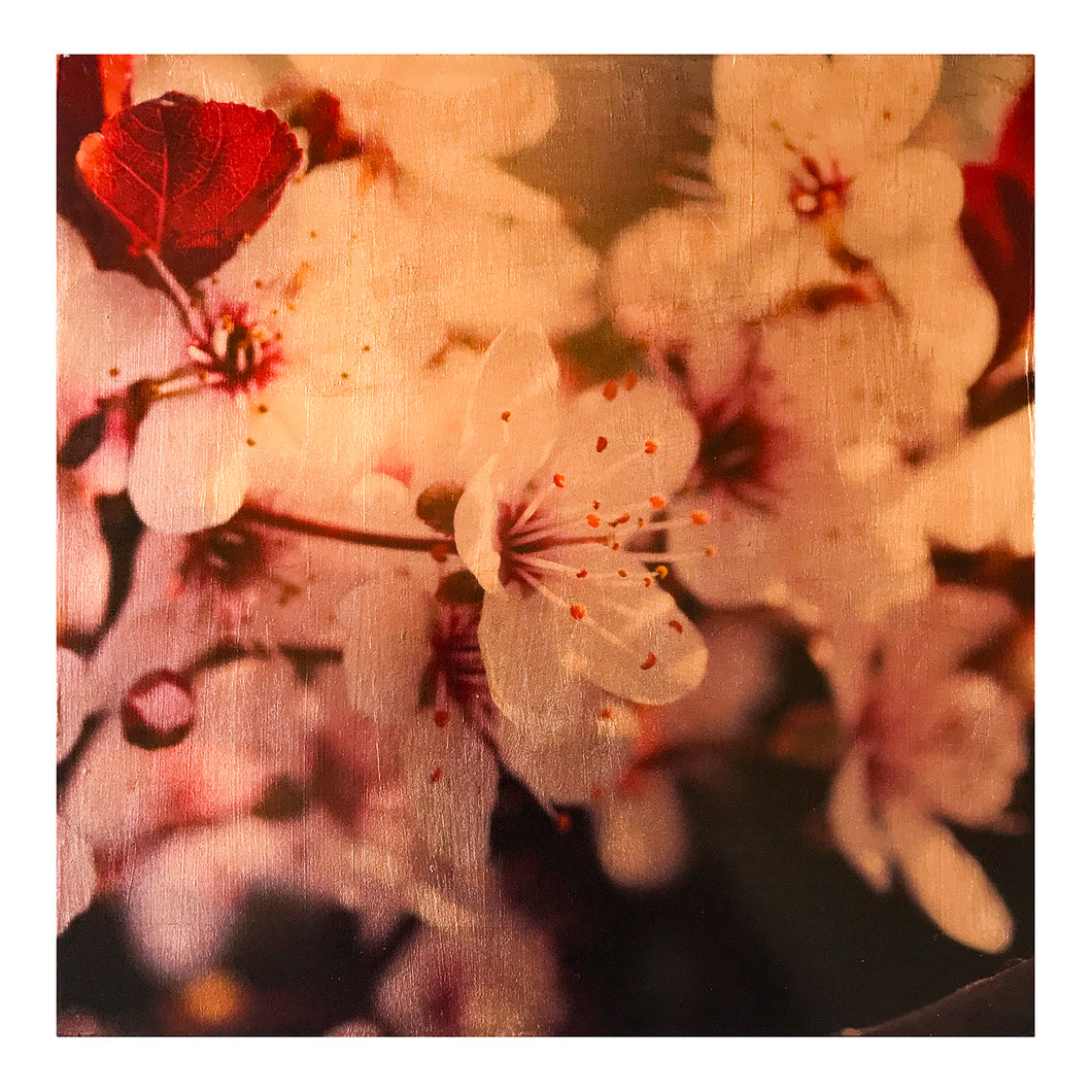 Sumptuous Sand Cherry