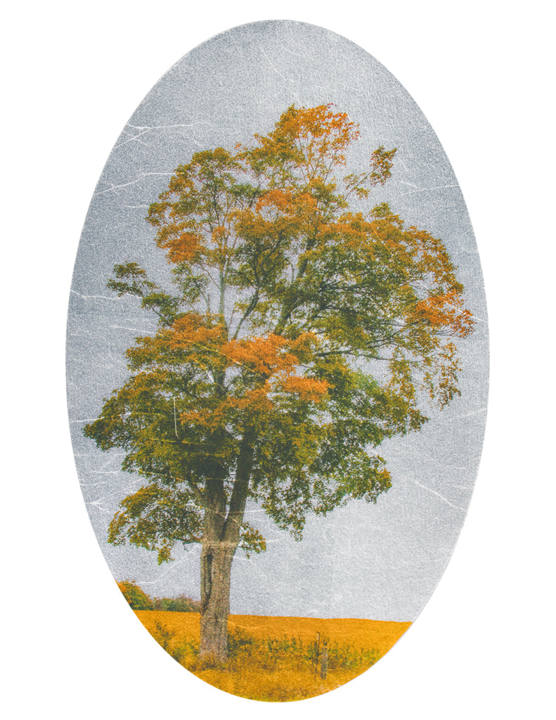 Enduring Roadside Maple Tree