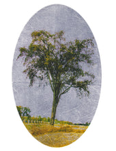 Load image into Gallery viewer, Survivor American Elm Tree

