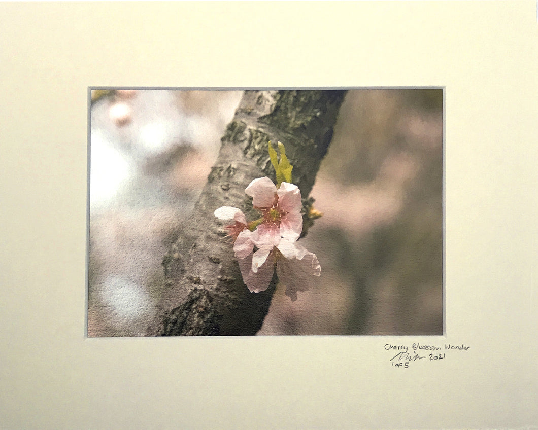 Cherry Blossom Wonder - 5 x 7 inch print