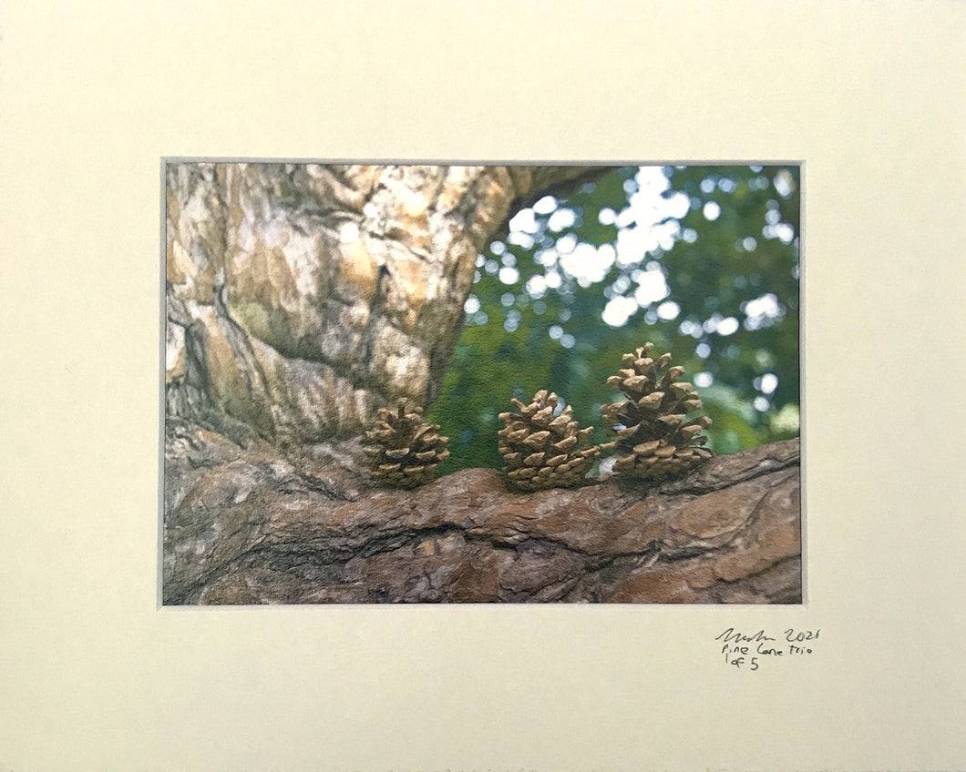 Pine Cone Trio - 5 x 7 print