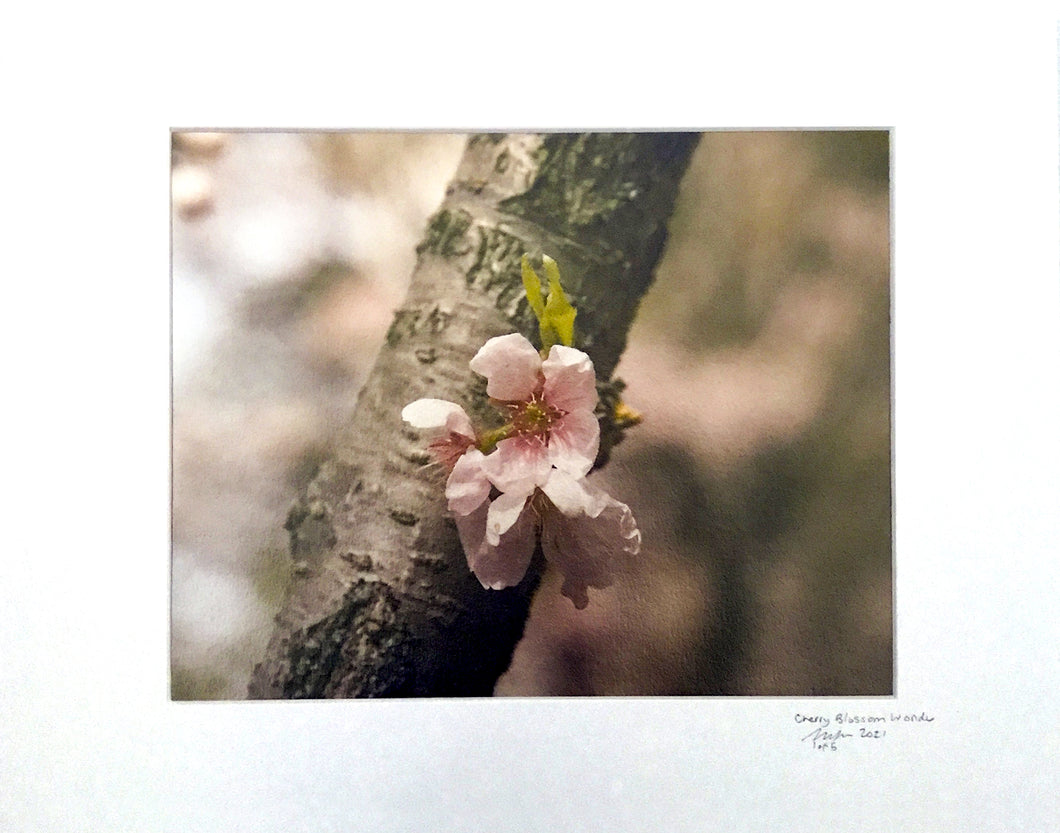 Cherry Blossom Wonder - 8 x 10 inch print