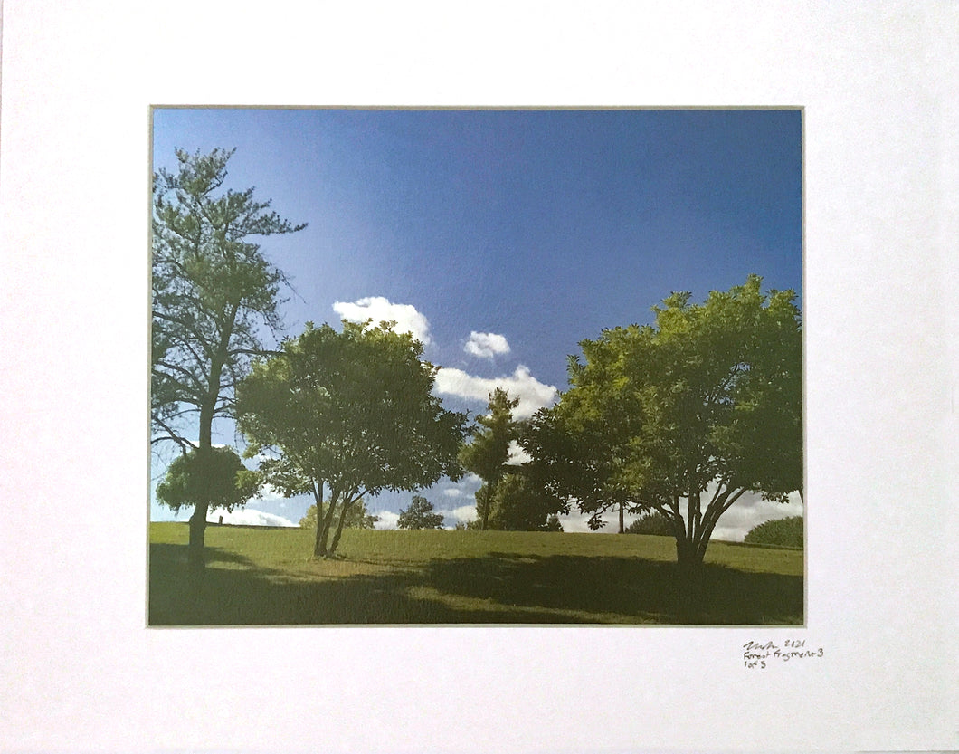 Forest Fragment 3 - 8 x 10 print