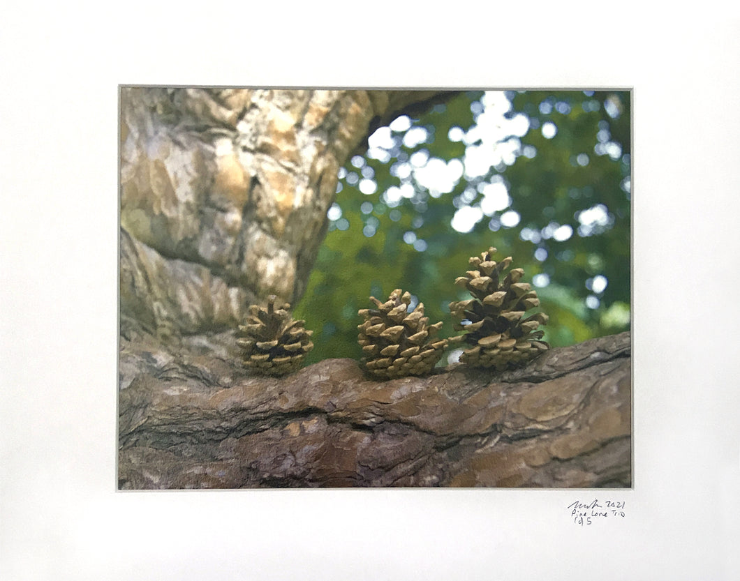 Pine Cone Trio - 8 x 10 print