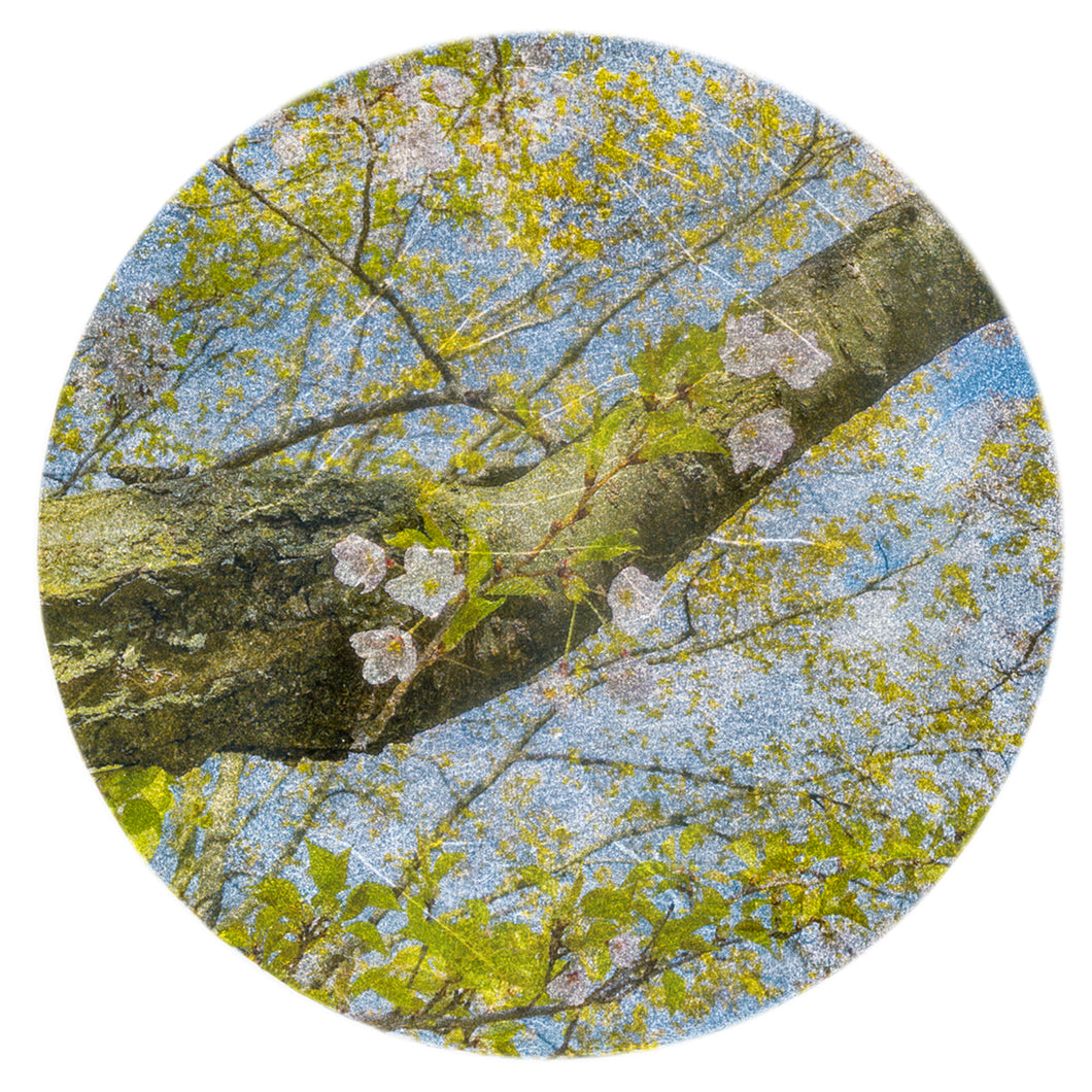 Cherry Blossoms and Trunk