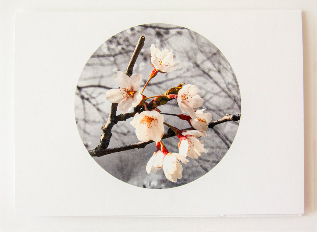 Greeting Card - Cherry Blossom