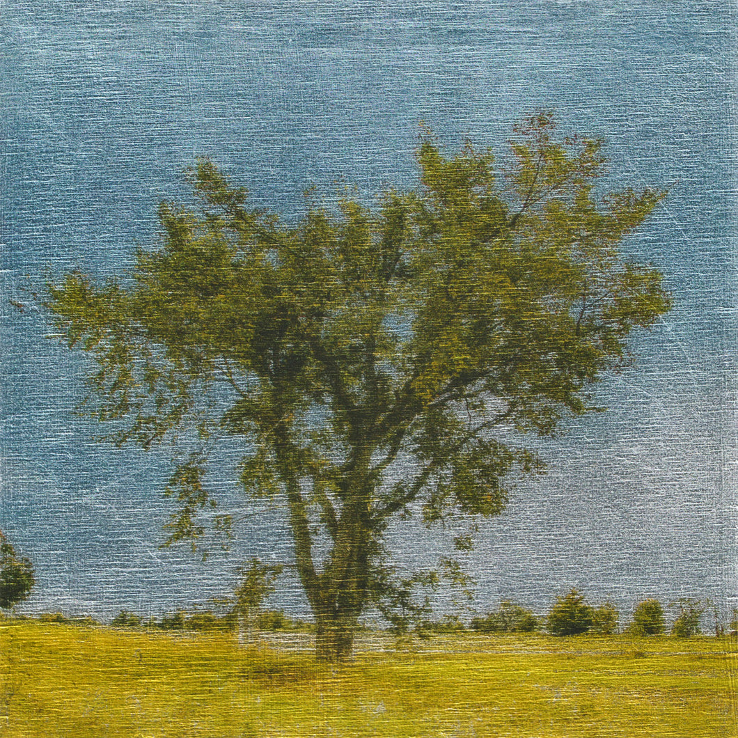 Elegant Elm