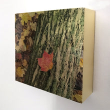 Load image into Gallery viewer, Forest Dreams
