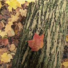 Load image into Gallery viewer, Forest Dreams
