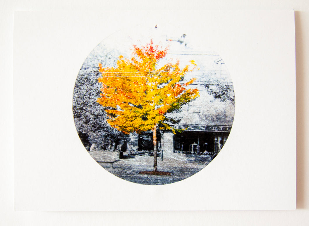 Greeting Card - Freeman Maple