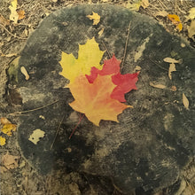 Load image into Gallery viewer, Infinite Forest
