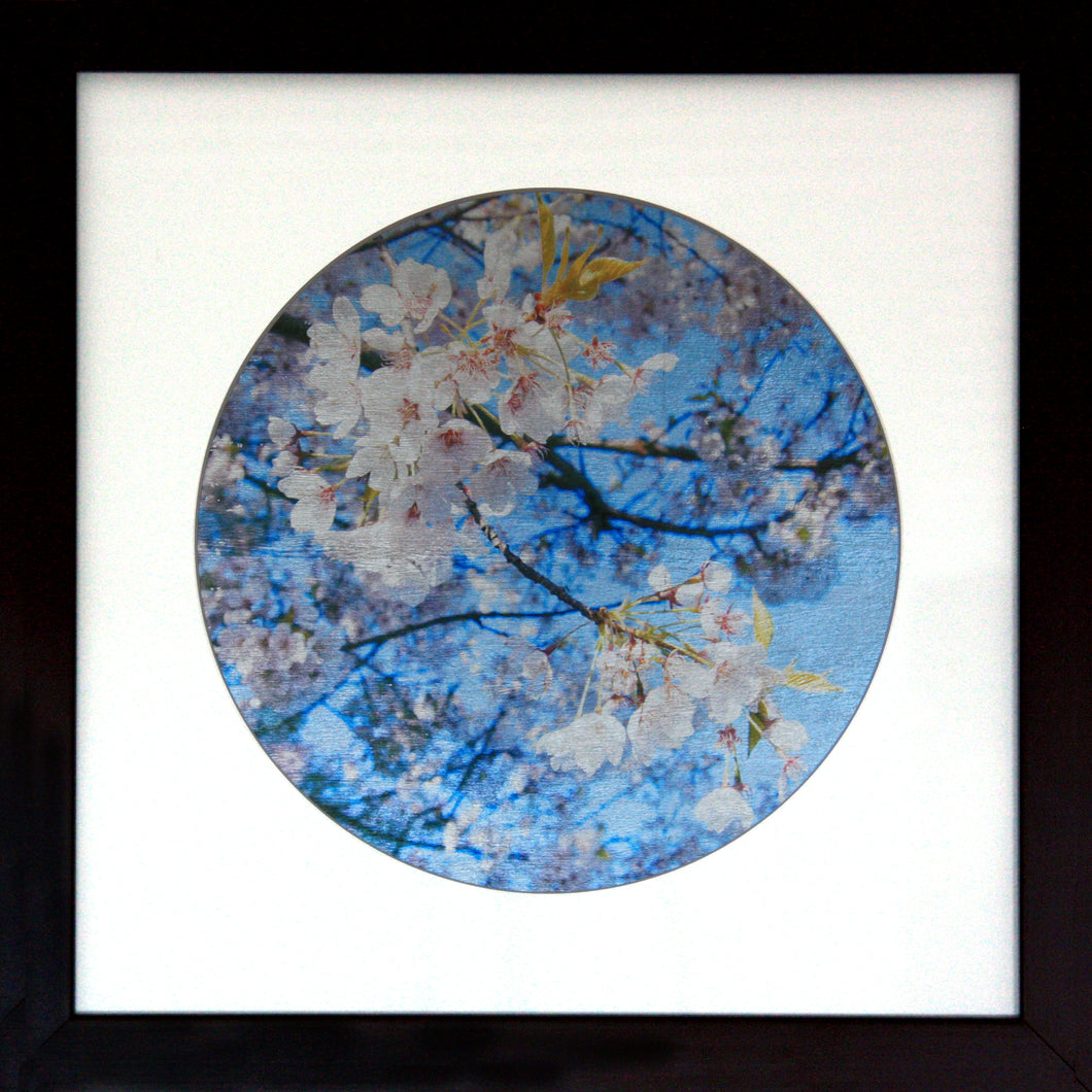 Sakura Splendour