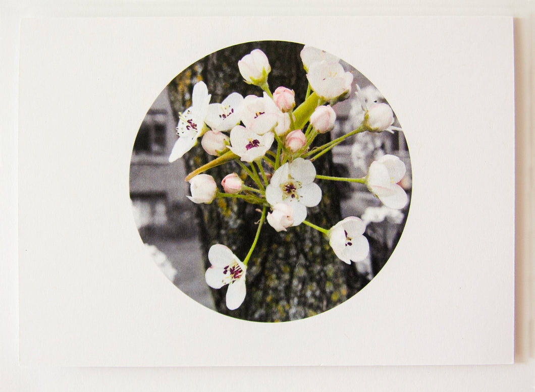 Greeting Card - Pear Blossoms