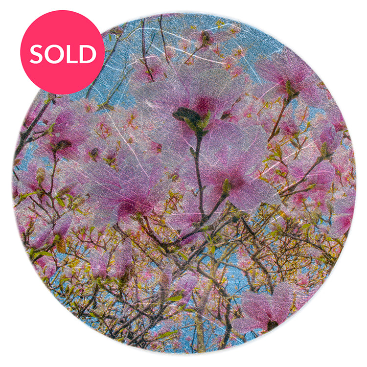 Petals for Pierre Magnol, 2019