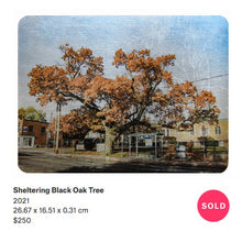 Load image into Gallery viewer, Sheltering Black Oak Tree
