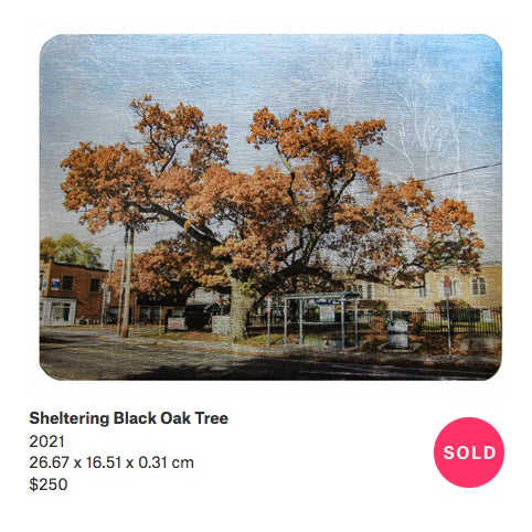 Sheltering Black Oak Tree